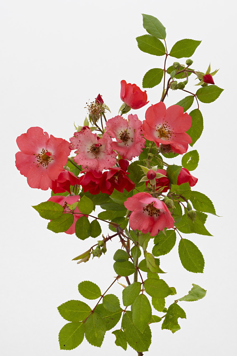 Jardin de Bagatelle #pierrejosephredout&eacute;